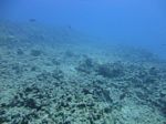 Hawaii Scuba divng 02