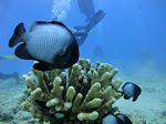 Hawaii Scuba divng 33