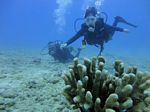 Hawaii Scuba divng 34