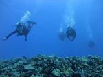 Hawaii Scuba divng 36