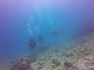 Hawaii Scuba divng 12