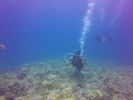 Hawaii Scuba divng 24