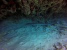 Hawaii Scuba divng 49