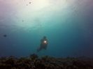 Hawaii Scuba divng 54