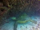 Hawaii Scuba divng 56