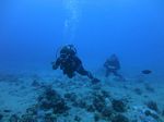 Hawaii Scuba divng 11