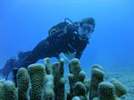 Hawaii Scuba divng 16