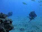 Hawaii Scuba divng 19