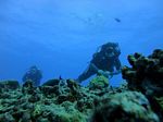 Hawaii Scuba divng 32