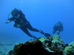 Hawaii Scuba divng 35