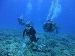 Hawaii Scuba divng 12