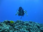 Hawaii Scuba divng 20