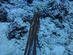 Hawaii Scuba divng 31