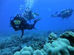 Hawaii Scuba divng 35