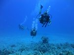 Hawaii Scuba divng 36