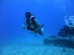 Hawaii Scuba divng 44