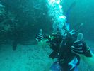 Hawaii Scuba divng 12