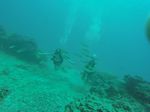 Hawaii Scuba divng 37