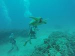 Hawaii Scuba divng 42