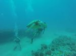 Hawaii Scuba divng 43