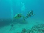 Hawaii Scuba divng 44