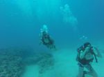 Hawaii Scuba divng 51