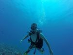 Hawaii Scuba divng 57