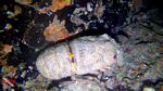 Night Dive Hawaii 12