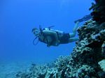 Hawaii Scuba divng 21