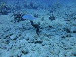 Hawaii Scuba divng 27