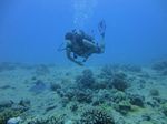 Hawaii Scuba divng 31