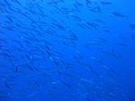 Hawaii Scuba divng 35