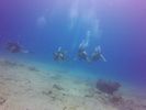 Hawaii Scuba divng 54