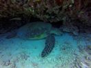 Hawaii Scuba divng 56