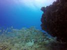 Hawaii Scuba divng 64