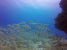 Hawaii Scuba divng 65