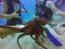 Hawaii Scuba divng 67