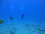 Hawaii Scuba divng 20