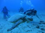 Hawaii Scuba divng 30