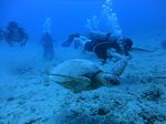 Hawaii Scuba divng 31