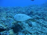 Hawaii Scuba divng 39