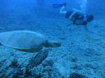 Hawaii Scuba divng 41