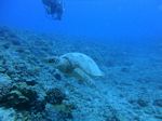 Hawaii Scuba divng 42