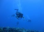 Hawaii Scuba divng 43