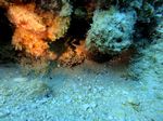 Hawaii Scuba divng 52