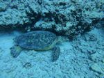 Hawaii Scuba divng 58