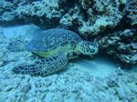 Hawaii Scuba divng 59