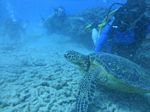 Hawaii Scuba divng 63