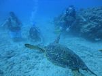 Hawaii Scuba divng 65