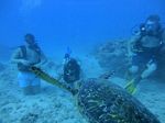 Hawaii Scuba divng 66